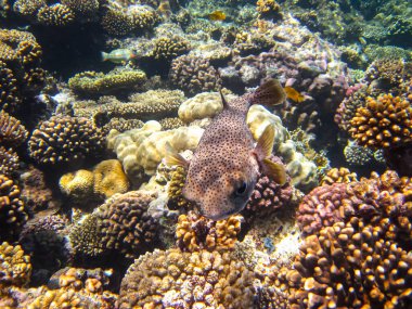 Kızıl Deniz 'in mercan kayalıklarında güzel balıklar
