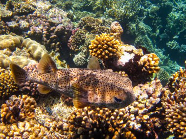 Kızıl Deniz 'in mercan kayalıklarında güzel balıklar