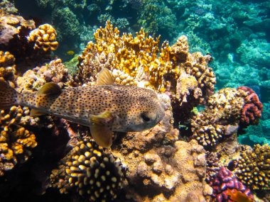 Kızıl Deniz 'in mercan kayalıklarında güzel balıklar