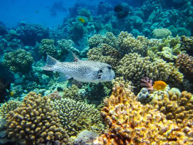 Kızıl Deniz 'in mercan kayalıklarında güzel balıklar