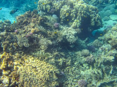 Kızıl Deniz 'in mercan kayalıklarında güzel balıklar