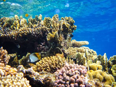 Kızıl Deniz 'in mercan kayalıklarında güzel balıklar