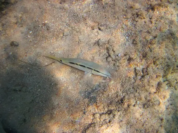 Kızıl Deniz 'in mercan kayalıklarında güzel balıklar