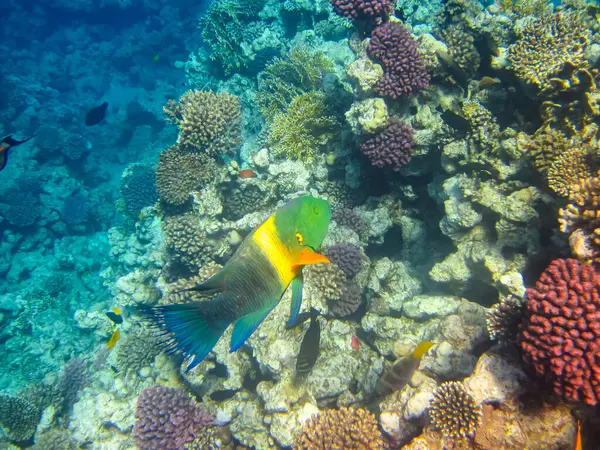Kızıl Deniz 'in mercan kayalıklarında güzel balıklar