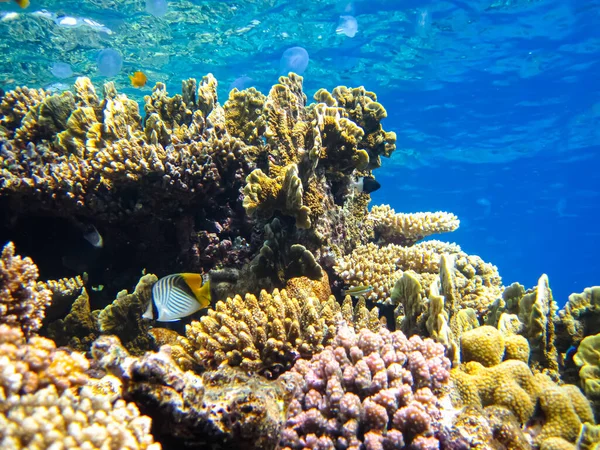 Kızıl Deniz 'in mercan kayalıklarında güzel balıklar