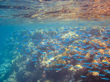 Kızıldeniz 'in bir mercan resifinde bir sürü renkli balık.