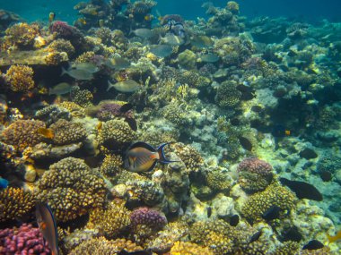 Kızıldeniz 'in bir mercan resifinde bir sürü renkli balık.