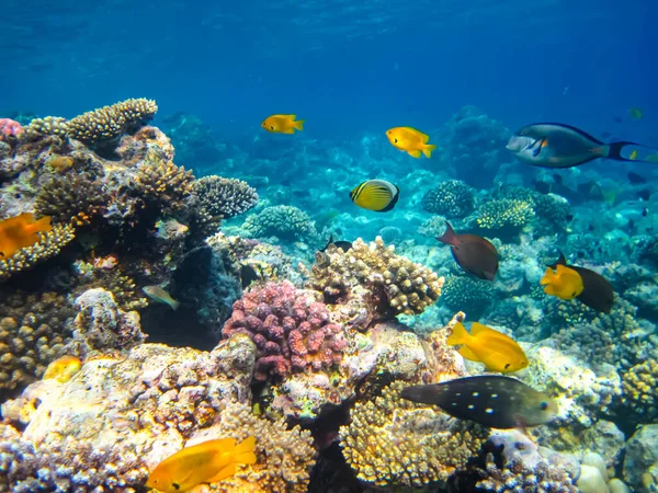 Kızıldeniz 'in bir mercan resifinde bir sürü renkli balık.