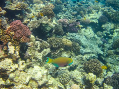 Kızıldeniz 'in bir mercan resifinde bir sürü renkli balık.