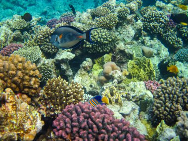 Kızıldeniz 'in bir mercan resifinde bir sürü renkli balık.
