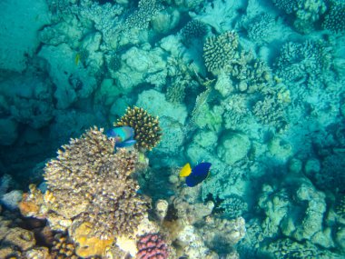 Kızıldeniz 'in bir mercan resifinde bir sürü renkli balık.