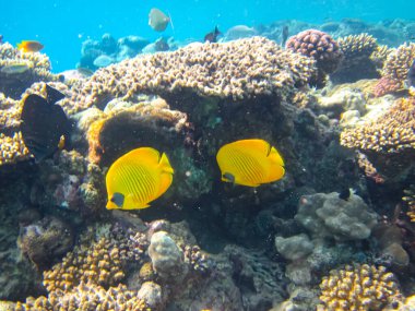 Kızıldeniz 'in bir mercan resifinde bir sürü renkli balık.