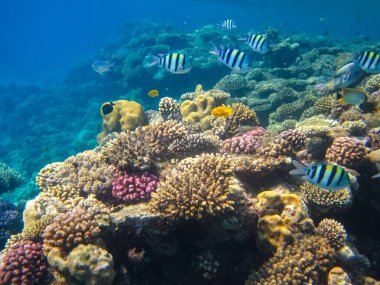 Kızıldeniz 'in bir mercan resifinde bir sürü renkli balık.