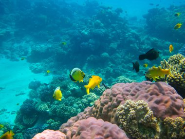 Kızıldeniz 'in bir mercan resifinde bir sürü renkli balık.