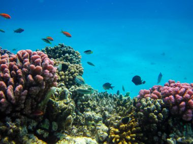 Kızıldeniz 'in bir mercan resifinde bir sürü renkli balık.