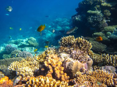 Kızıldeniz 'in bir mercan resifinde bir sürü renkli balık.