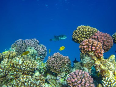 Kızıldeniz 'in bir mercan resifinde bir sürü renkli balık.