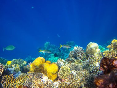 Kızıldeniz 'in bir mercan resifinde bir sürü renkli balık.