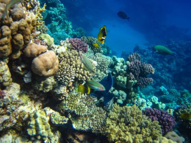 Kızıldeniz 'in bir mercan resifinde bir sürü renkli balık.