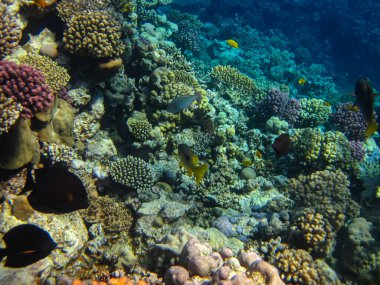 Kızıldeniz 'in bir mercan resifinde bir sürü renkli balık.