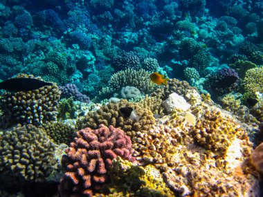 Kızıldeniz 'in bir mercan resifinde bir sürü renkli balık.