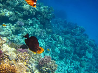 Kızıldeniz 'in bir mercan resifinde bir sürü renkli balık.