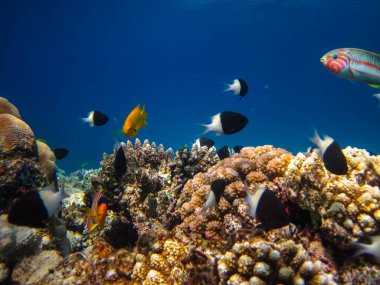 Kızıldeniz 'in bir mercan resifinde bir sürü renkli balık.
