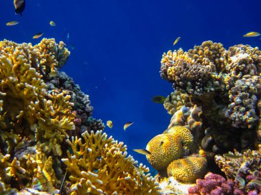 Kızıldeniz 'in bir mercan resifinde bir sürü renkli balık.
