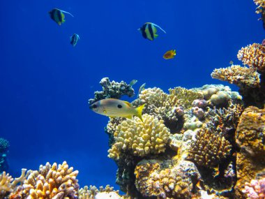 Kızıldeniz 'in bir mercan resifinde bir sürü renkli balık.
