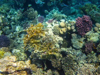 Kızıl Deniz resiflerindeki güzel mercanlar