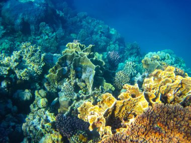 Kızıl Deniz resiflerindeki güzel mercanlar