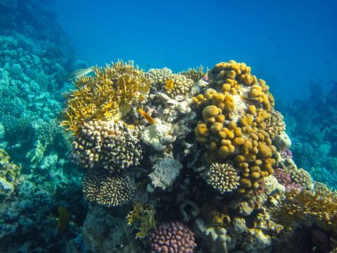 Kızıl Deniz resiflerindeki güzel mercanlar