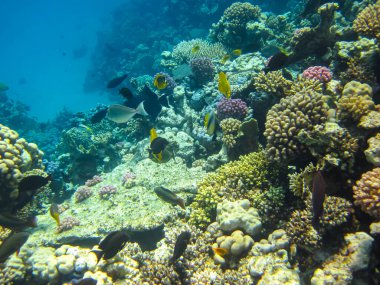 Kızıl Deniz resiflerindeki güzel mercanlar