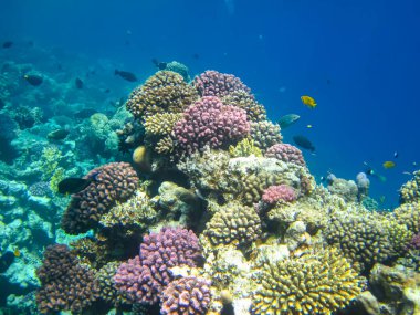 Kızıl Deniz resiflerindeki güzel mercanlar