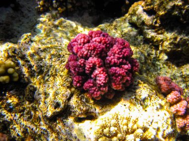 Kızıl Deniz resiflerindeki güzel mercanlar