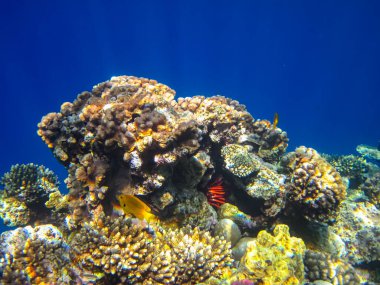 Kızıl Deniz resiflerindeki güzel mercanlar