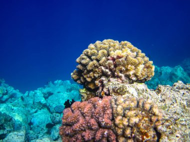 Kızıl Deniz resiflerindeki güzel mercanlar