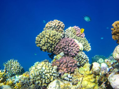 Kızıl Deniz resiflerindeki güzel mercanlar