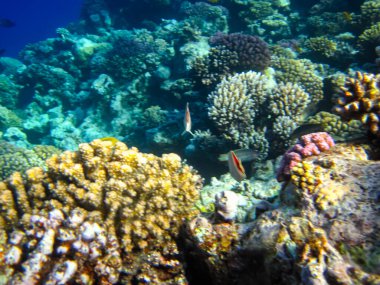 Kızıl Deniz resiflerindeki güzel mercanlar