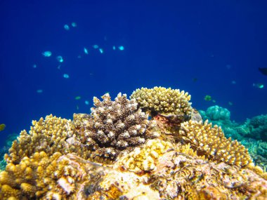 Kızıl Deniz resiflerindeki güzel mercanlar