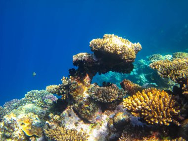 Kızıl Deniz resiflerindeki güzel mercanlar