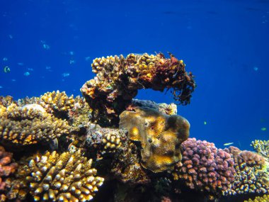 Kızıl Deniz resiflerindeki güzel mercanlar