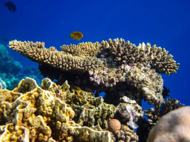 Kızıl Deniz resiflerindeki güzel mercanlar