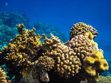 Kızıl Deniz resiflerindeki güzel mercanlar