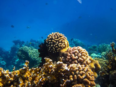 Kızıl Deniz resiflerindeki güzel mercanlar