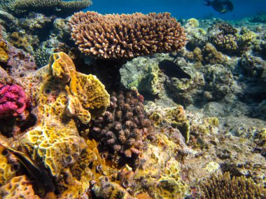 Kızıl Deniz resiflerindeki güzel mercanlar
