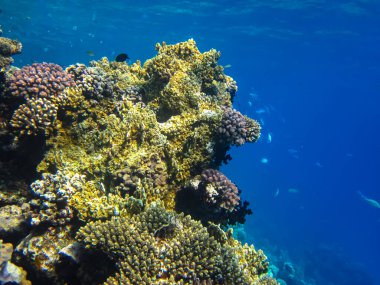 Kızıl Deniz resiflerindeki güzel mercanlar