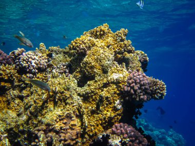 Kızıl Deniz resiflerindeki güzel mercanlar