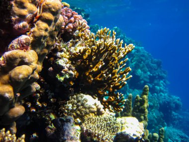 Kızıl Deniz resiflerindeki güzel mercanlar