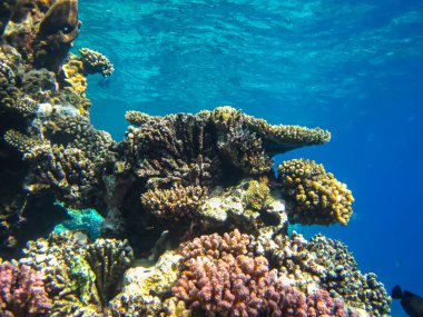 Kızıl Deniz resiflerindeki güzel mercanlar